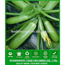 Sementes de hortaliças de semente de abóbora híbrida de NSQ02 Enshang for sale
